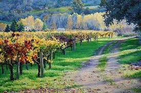 vinograd