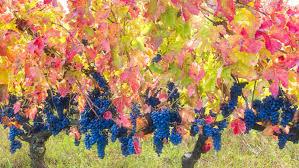 vinograd2